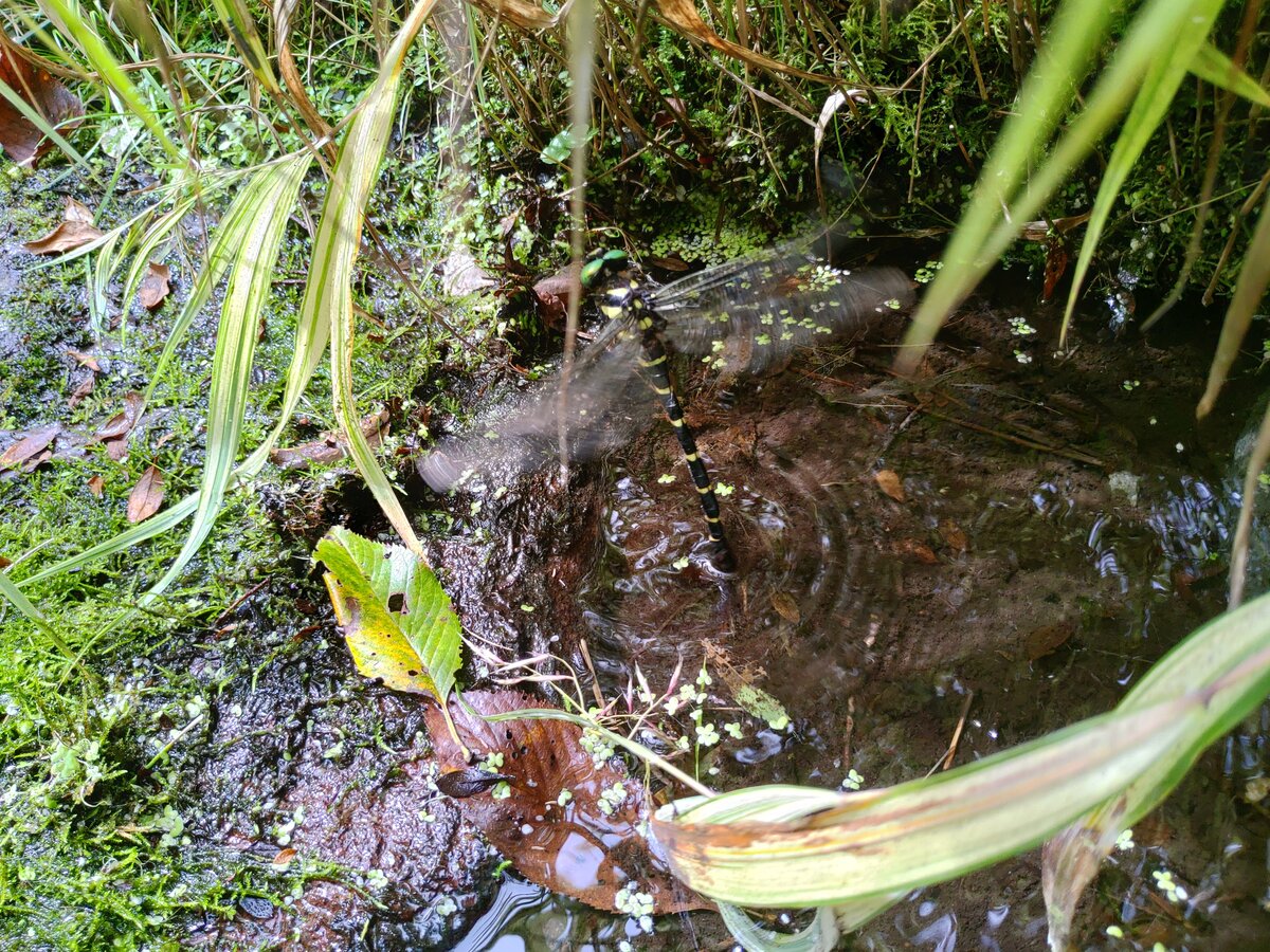 2025年10月の営業について　※9/29 更新を致しました。