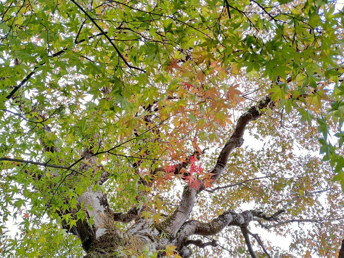 2025年11月の営業について